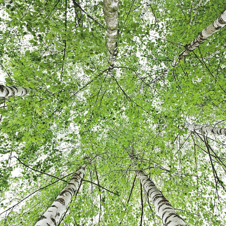 WELEDA Bio, Ulei de corp cu ulei de jojoba, întărește pielea si activează metabolismul pielii, 100 ml Duș și baie Naty Shop