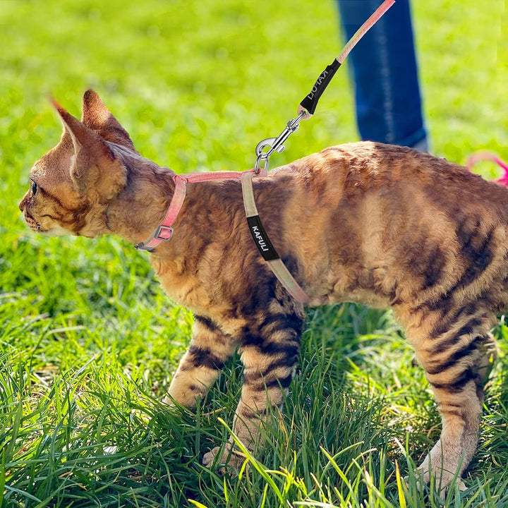 Set de hamuri pentru pisici cu lesă și zgardă, ham reglabil pentru pisoi cu culoare gradientă, ham rezistent la evadare cu lesă pentru pisoi care se plimbă în aer liber (portocaliu și galben)