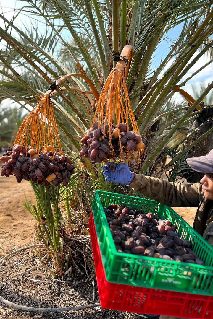 NABALI FAIRKOST FOR ALL Medjoul - Medjool Dates Choice I - 100% natural aromat proaspăt oriental moale I dulce ca mierea și caramelizat I Origine: Palestina I (1x1KG) Produse deshidratate Naty Shop